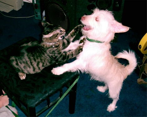 Maine Coon vs. Norfolk Terrier
